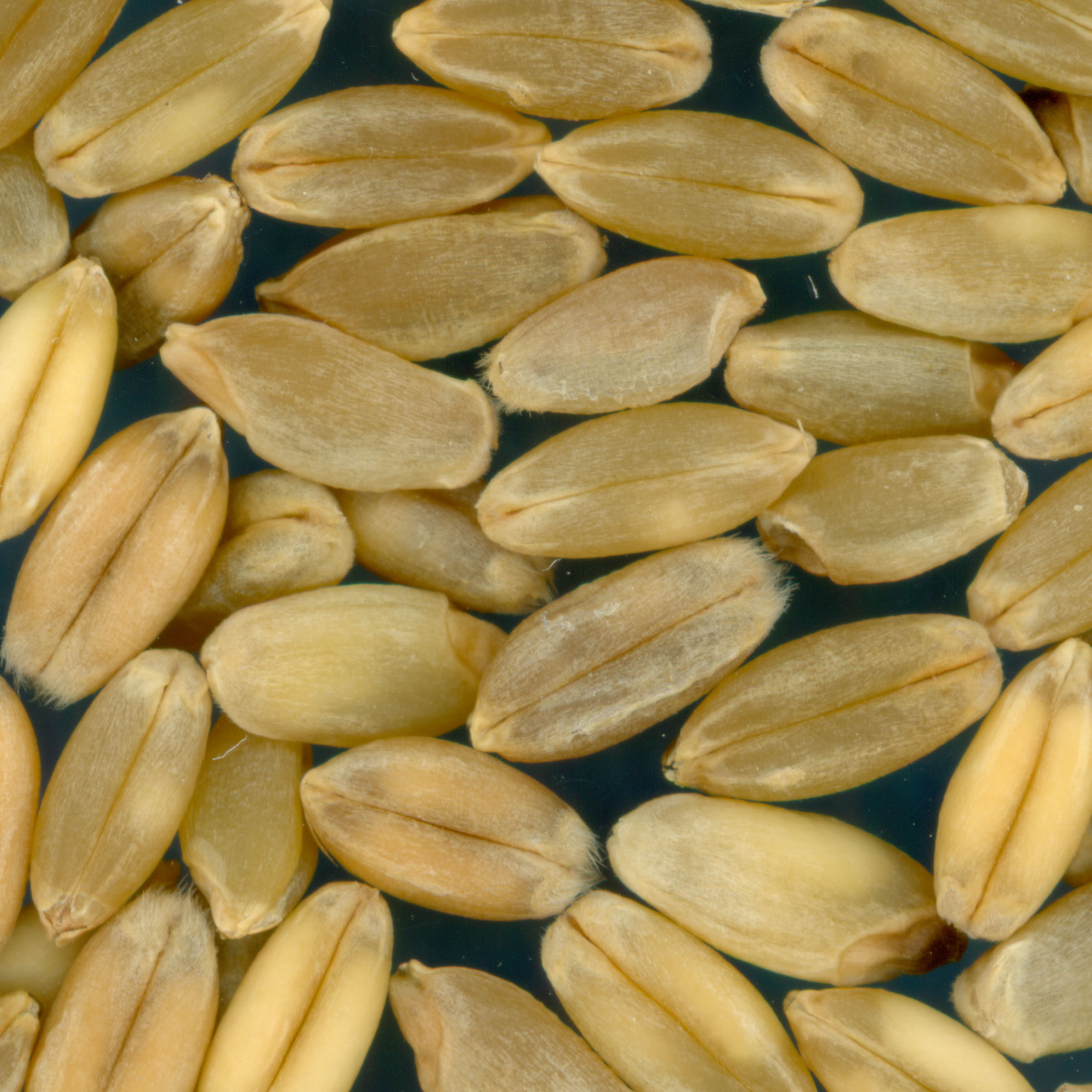 Click for 2 image(s) for this accession. KERNELS